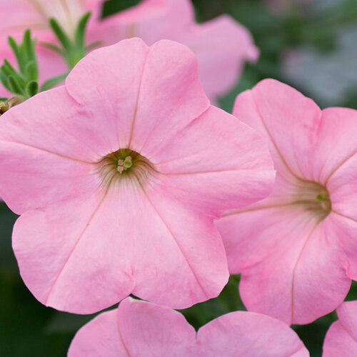 Укорененные черенки Сурфиния, Петуния Ампельная Petunia AlpeTunia® Soft Pink