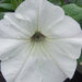 Укорененные черенки Сурфиния, Петуния Ампельная Petunia AlpeTunia® White KLEPH1222