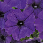Укорененные черенки Сурфиния, Петуния Ампельная Petunia Bonnie Blue