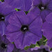 Укорененные черенки Сурфиния, Петуния Ампельная Petunia Bonnie Blue