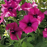 Укорененные черенки Сурфиния, Петуния Ампельная Petunia Bonnie Burgundy Balspunburg