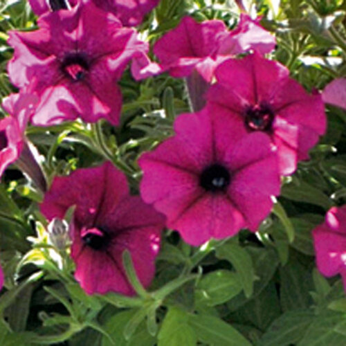 Укорененные черенки Сурфиния, Петуния Ампельная Petunia Bonnie Burgundy Balspunburg