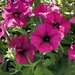 Укорененные черенки Сурфиния, Петуния Ампельная Petunia Bonnie Burgundy Balspunburg