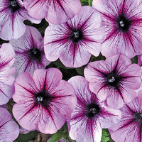 Укорененные черенки Сурфиния, Петуния Ампельная Petunia Bonnie Lavender Star
