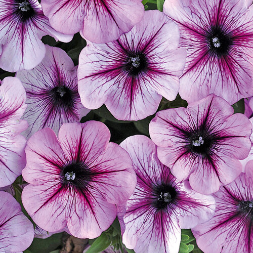 Укорененные черенки Сурфиния, Петуния Ампельная Petunia Bonnie Lavender Star