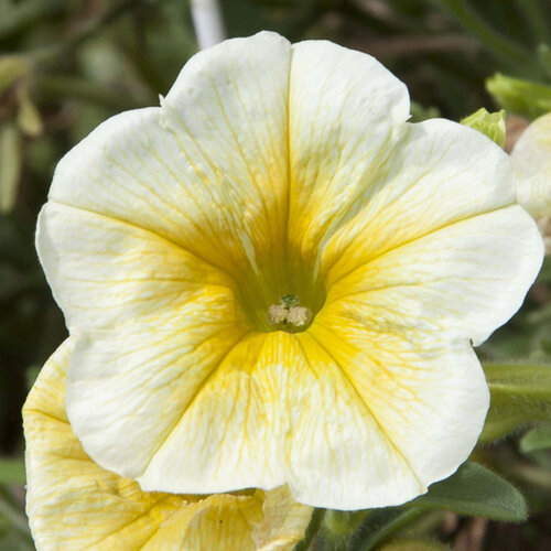 Укорененные черенки Сурфиния, Петуния Ампельная Petunia Bonnie Lemon Yellow