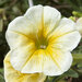 Укорененные черенки Сурфиния, Петуния Ампельная Petunia Bonnie Lemon Yellow