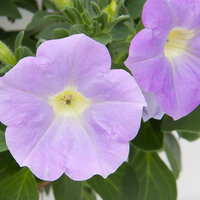 Укорененные черенки Сурфиния, Петуния Ампельная Petunia Bonnie Light Blue