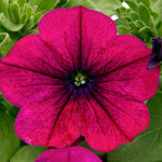 Укорененные черенки Сурфиния, Петуния Ампельная Petunia Bonnie Magenta
