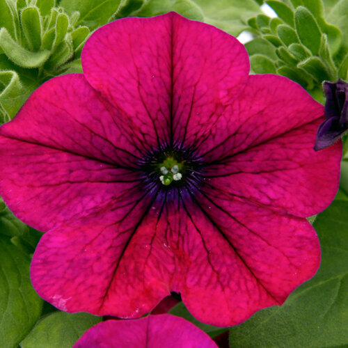 Укорененные черенки Сурфиния, Петуния Ампельная Petunia Bonnie Magenta