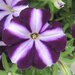 Укорененные черенки Сурфиния, Петуния Ампельная Petunia Bonnie Purple Star