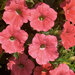 Укорененные черенки Сурфиния, Петуния Ампельная Petunia Bonnie Salmon ?14