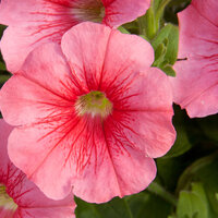 Укорененные черенки Сурфиния, Петуния Ампельная Petunia Bonnie Red`14