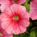 Укорененные черенки Сурфиния, Петуния Ампельная Petunia Bonnie Red`14