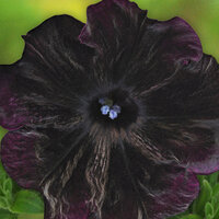 Укорененные черенки Сурфиния, Петуния Ампельная Petunia Bonnie Velvet