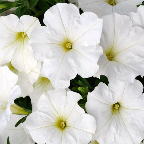 Укорененные черенки Сурфиния, Петуния Ампельная Petunia Bonnie White