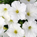 Укорененные черенки Сурфиния, Петуния Ампельная Petunia Bonnie White