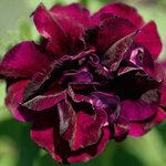 Укорененные черенки Сурфиния, Петуния Ампельная  SweetSunshine Burgundy