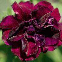 Укорененные черенки Сурфиния, Петуния Ампельная  SweetSunshine Burgundy