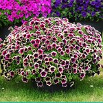 Укорененные черенки Cascadias Rim Magenta (Рим Маджента)