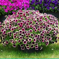 Укорененные черенки Cascadias Rim Magenta (Рим Маджента)