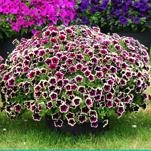 Укорененные черенки Cascadias Rim Magenta (Рим Маджента)