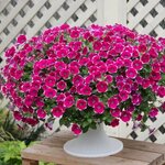 Укорененные черенки Cascadias Rim Cherry (Рим Черри)
