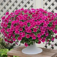Укорененные черенки Cascadias Rim Cherry (Рим Черри)
