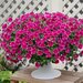 Укорененные черенки Cascadias Rim Cherry (Рим Черри)