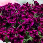 Укорененные черенки Крейзитуния Cosmic Purple