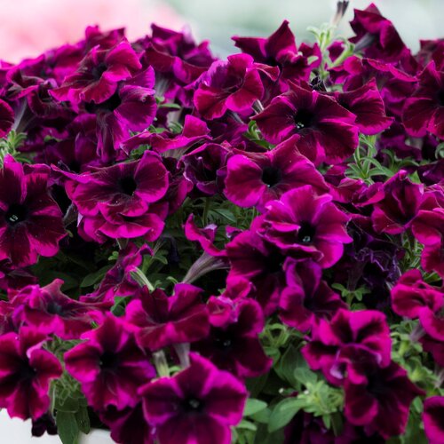 Укорененные черенки Крейзитуния Cosmic Purple