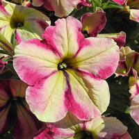 Укорененные черенки Сурфиния, Петуния Ампельная Petunia Famous® Cherry Star
