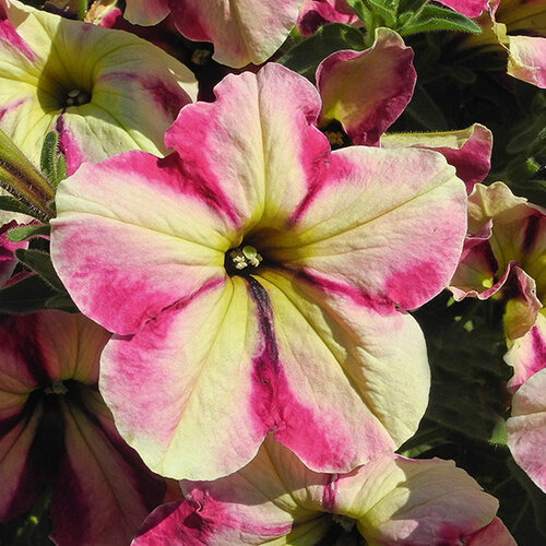 Укорененные черенки Сурфиния, Петуния Ампельная Petunia Famous® Cherry Star