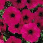 Укорененные черенки Сурфиния, Петуния Ампельная Petunia Famous® Electric Purple klefalec