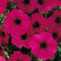Укорененные черенки Сурфиния, Петуния Ампельная Petunia Famous® Electric Purple klefalec
