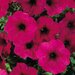 Укорененные черенки Сурфиния, Петуния Ампельная Petunia Famous® Electric Purple klefalec