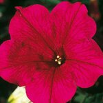 Укорененные черенки Сурфиния, Петуния Ампельная Petunia Famous® Hot Pink 