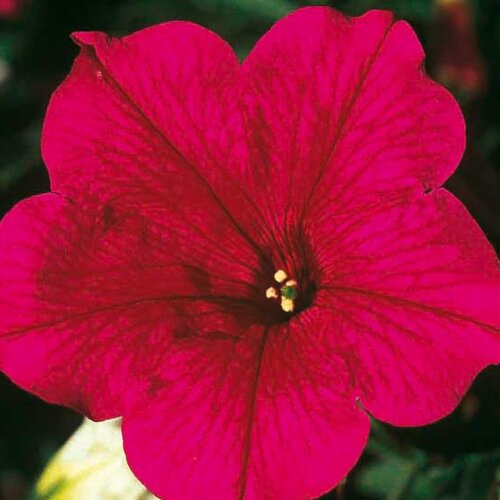 Укорененные черенки Сурфиния, Петуния Ампельная Petunia Famous® Hot Pink 