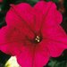 Укорененные черенки Сурфиния, Петуния Ампельная Petunia Famous® Hot Pink 