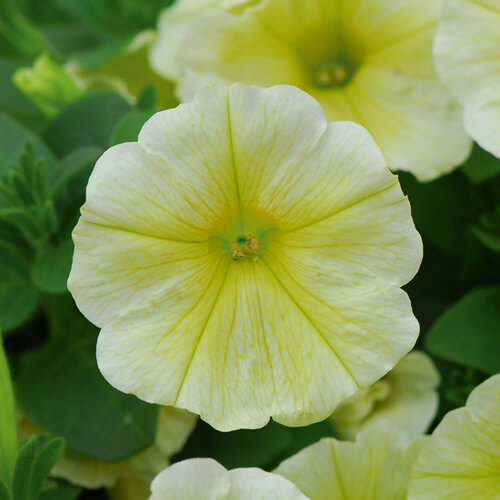 Укорененные черенки Сурфиния, Петуния Ампельная Petunia Famous® Lemon?14