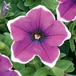 Укорененные черенки Сурфиния, Петуния Ампельная Petunia Famous® Lilac Picotee