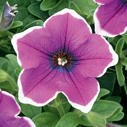 Укорененные черенки Сурфиния, Петуния Ампельная Petunia Famous® Lilac Picotee
