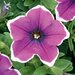 Укорененные черенки Сурфиния, Петуния Ампельная Petunia Famous® Lilac Picotee