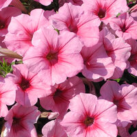 Укорененные черенки Сурфиния, Петуния Ампельная Petunia Famous® Pink Vein