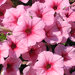 Укорененные черенки Сурфиния, Петуния Ампельная Petunia Famous® Pink Vein