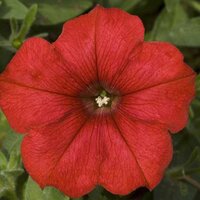 Укорененные черенки Сурфиния, Петуния Ампельная Petunia Famous® Red Fire ?14 KLEPH14248