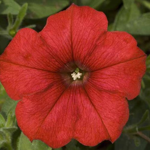 Укорененные черенки Сурфиния, Петуния Ампельная Petunia Famous® Red Fire ?14 KLEPH14248