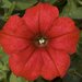 Укорененные черенки Сурфиния, Петуния Ампельная Petunia Famous® Red Fire ?14 KLEPH14248