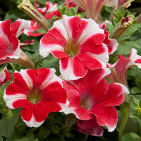 Укорененные черенки Сурфиния, Петуния Ампельная Petunia Famous® Red Star