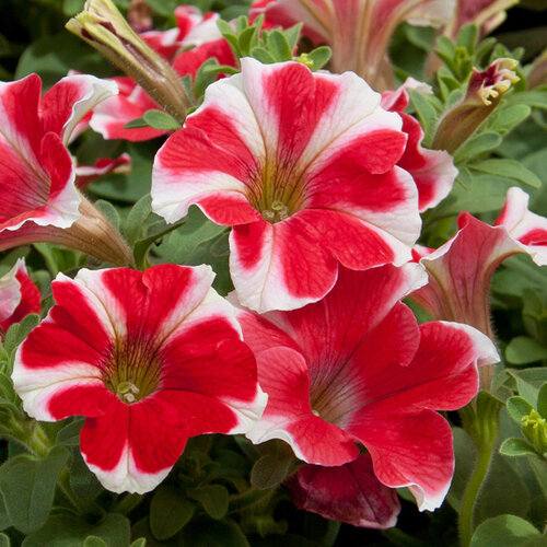 Укорененные черенки Сурфиния, Петуния Ампельная Petunia Famous® Red Star